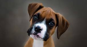 boxer dog breed information center a complete guide