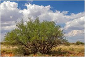 Image result for Plinthus karooicus