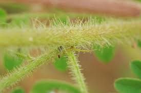 Image result for Indigofera colutea