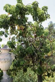 Image result for Vepris macedoi