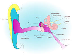 Check spelling or type a new query. Eustachian Tube Dysfunction Causes Symptoms And Fda Advice