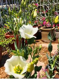 Image result for eustoma lisianthus in garden