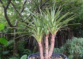 Jenis tanaman hias adalah tanaman yang sengaja di tanam dan memiliki daya tarik tersendiri bagi pemiliknya. 4 Jenis Tanaman Hias Batang Terbaik Untuk Halaman Depan Rumah