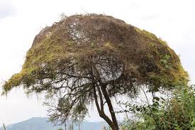 Image result for Cuscuta kilimanjari