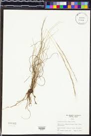 Image result for Aristida adscensionis