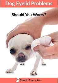 Common Dog Eyelid Conditions That Affect Our Small Dogs Dogs Small Dogs Your Dog