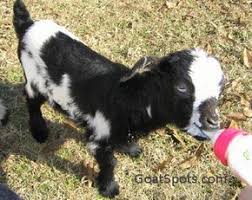 Bottle Feeding Goats Has Good Charts For Frequency Of Feeding Etc Baby Goats Goats Feeding Goats