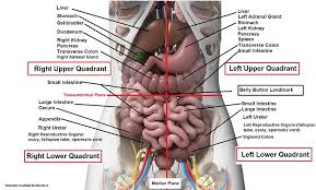 Four Abdominal Quadrants And Nine Abdominal Regions Anatomy And Physiology Human Anatomy And Physiology Anatomy Organs Anatomy And Physiology