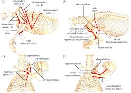 Indicate, using the letters provided, where each muscle group is on the diagram. Pectoral Girdle And Forelimb Musculoskeletal Function In The Echidna Tachyglossus Aculeatus Insights Into Mammalian Locomotor Evolution Royal Society Open Science