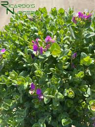 Image result for Polygala stenopetala