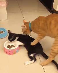 Enough To Eat My Food You Re On A Diet Funny Cats Funny Cat Videos Cats