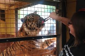 Zookeeper For A Day Feeding Experience Days South Lakes Safari Zoo