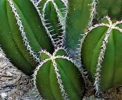 Image result for Lophocereus marginatus