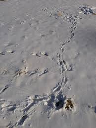 Voles are mice that feed on your lawn under the snow in the winter. Not An Owl Between Urban And Wild