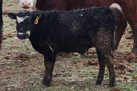 White muscle disease in cattle is caused by nutrient deficiency - Beef