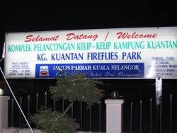 Kelip kelip kg kuantan, kuala selangor. Kuala Selangor Firefly