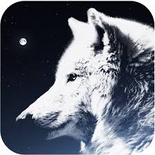 81075 handy wallpapers 32982 kunst 36678 bilder 80084 avatars 77763 gifs 81075. Wolf Tapete Apps Bei Google Play