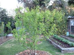 Sep 28, 2019 · my husband used to find little trees starting to grow in sidewalk cracks , and also rooted branches in coffee cans and when we moved to a new house most of the trees we had were from twigs and branches and they grew up into big trees. Forum 2 Trees In One Hole