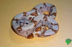 Exotic Snakes For Sale Designer Baby Boas Price List