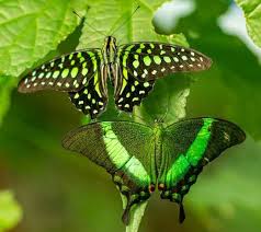 Maybe you would like to learn more about one of these? Types Of Green Insects With Pictures And Names Identification Guide