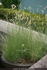 Image result for Cayratia gracilis