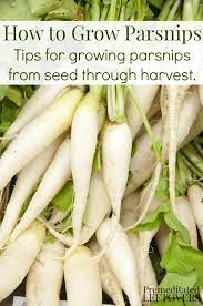 Water tomatoes from the root. Tips For Growing Parsnips In Your Garden