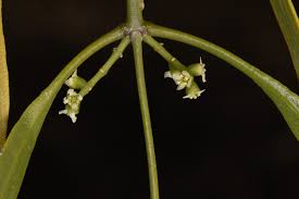 Image result for Salvadoraceae