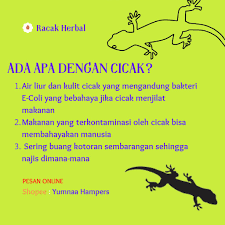 Mati cicak produk menghapus cicak. Cod Racun Cicak Ampuh Racak Herbal Alami Grosir Racak Agen Pembasmi Cicak Mati Di Tempat Rp23 600