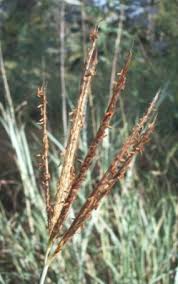 Image result for Elytrophorus spicatus