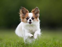 Der papillon ist eine gesunde hunderasse solange die hunde nicht zu klein gezüchtet werden. Papillon Hund