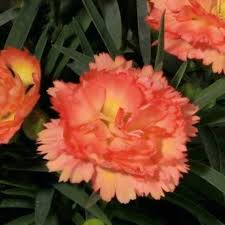 Check spelling or type a new query. Super Trouper Orange Dianthus Plantingtree