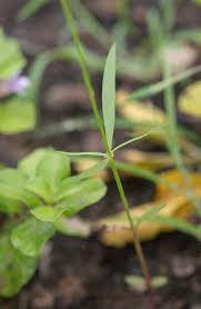 Image result for Kohautia confusa