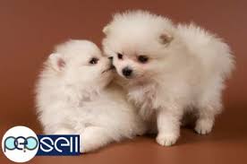 See more of pomeranian kerala on facebook. Pomeranian Puppies For Sale Guruvayur Free Classifieds