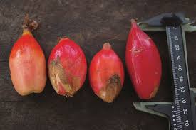 Image result for Grewia rugosifolia