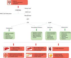 Statin Toxicity Circulation Research