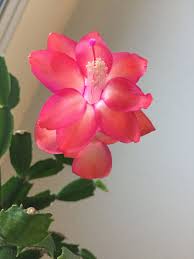 Christmas cactus plants need fertilizer during the growing season, but they do a better job at don't forget: Schlumbergera X Thor Zita Christmas Cactus Holiday Cactus Small Cactus Plants