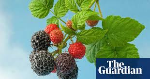 Jul 17, 2021 · make a weakened vinegar shower by consolidating three sections of water and one section white vinegar in an enormous bowl. Raspberries Running Riot Here S How To Stop Them Gardening Advice The Guardian