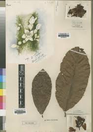 Image result for Vitellariopsis