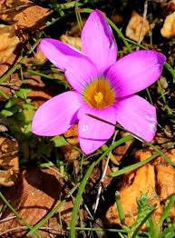 Image result for Romulea camerooniana