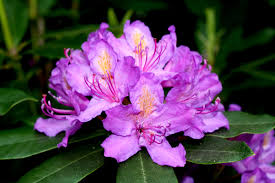 West Virginia Rhododendron West Virginia State Flower West Virginia Trees To Plant