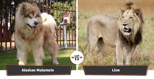 pin on dogs that look like lions