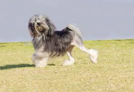 Sociable and intelligent, it is eager to learn. Are Lowchen Hypoallergenic Dogs Everything You Need To Know Hypoallergenic Dog