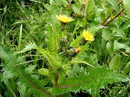 Image result for Sonchus asper