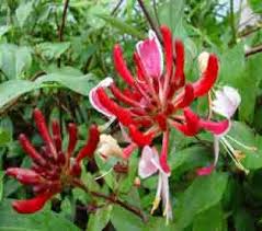 15 816 просмотров 15 тыс. Pruning Honeysuckle Lonicera How And When To Prune