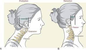 Structure And Function Of The Vertebral Column Musculoskeletal Key In 2021 Structure And Function Column Function