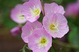 Vigorous And Showy Oenothera Speciosa Evening Primrose Is A Sprawling Perennial Featuring Masses Of Fragra Annual Plants Evening Primrose Plant Combinations