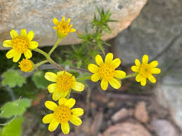 Image result for Cineraria mazoensis