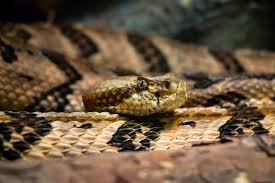 On the flip side, one of the most magnificent wonders of nature. Troublesome Vs Non Troublesome What Kind Of Snakes Live In Pennsylvania