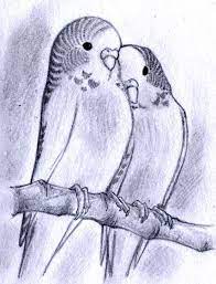 budgies sketch by mondoart hayvan cizimi hayvan eskizleri cizim rehberleri