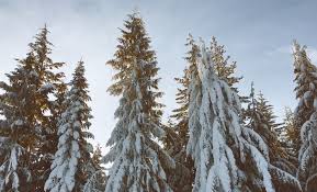 Hepatitis is the name of a group of diseases that affect the liver. Vancouver Weather Snowfall Warning Lifted Monday Morning New West Record